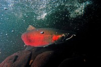 Coho-Salmon-Oregon-Department-of-Wildlife