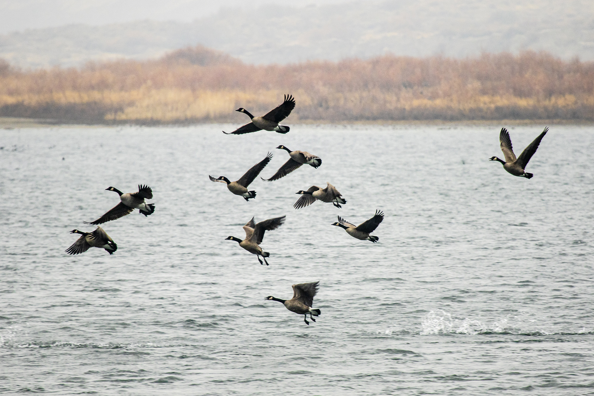 Canada geese on the Columbia River take flight from the Hanford Reach.
