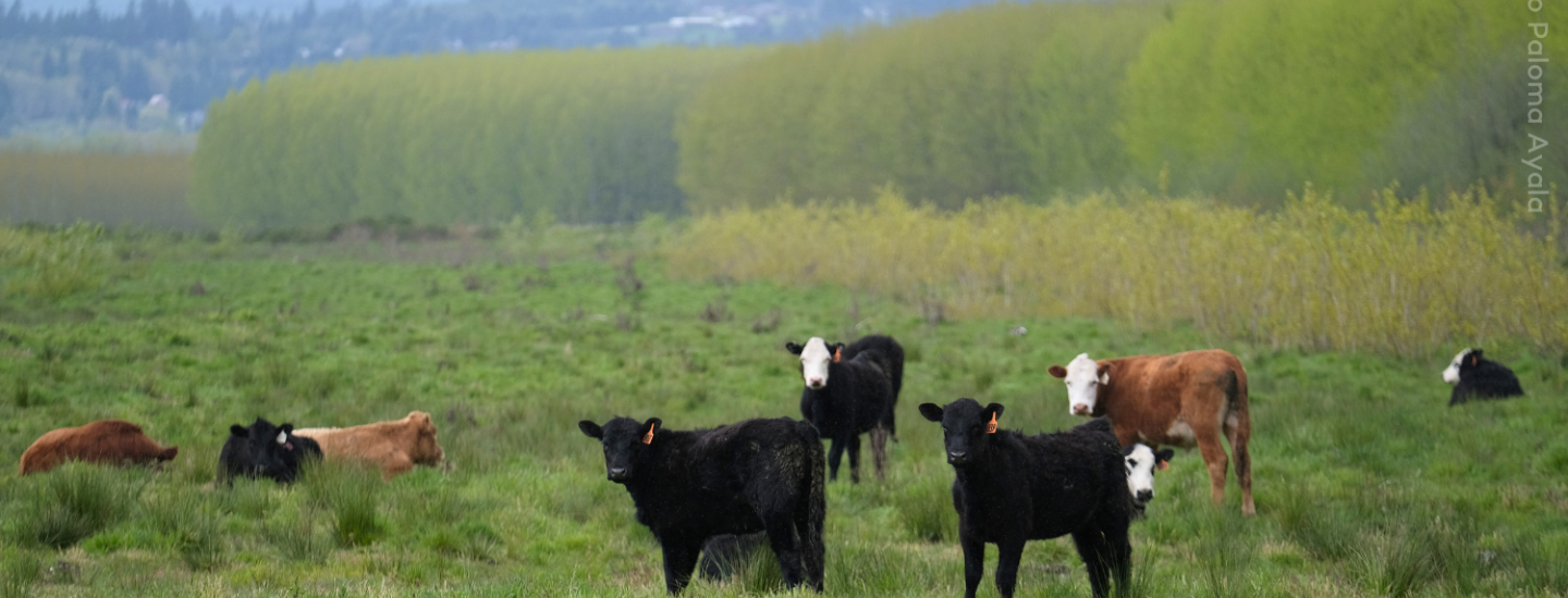 cows in a pasture in Port Westward