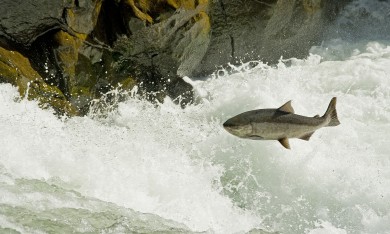 Salmon leaping over Lyle Falls, photo by Peter Marbach (1)