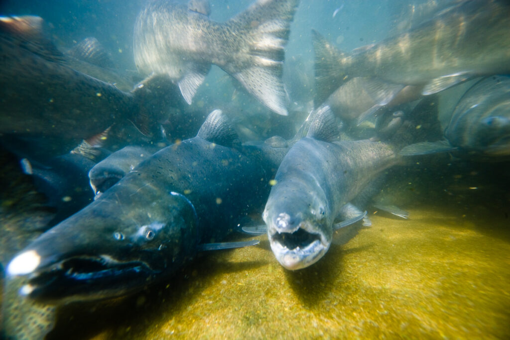 underwater photo of salmon in the Columbia River