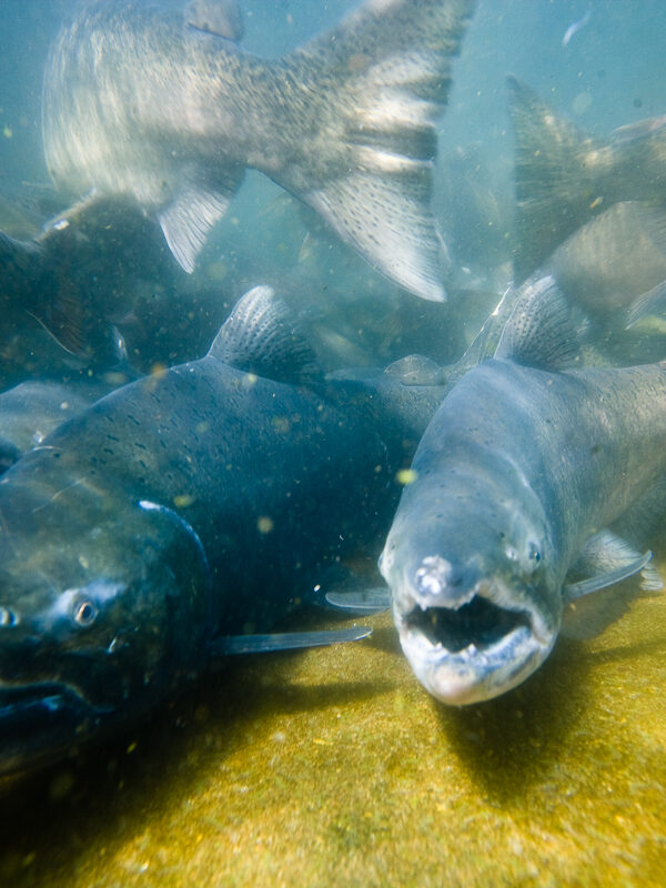 underwater photo of salmon in the Columbia River, photo by Lance Koudele