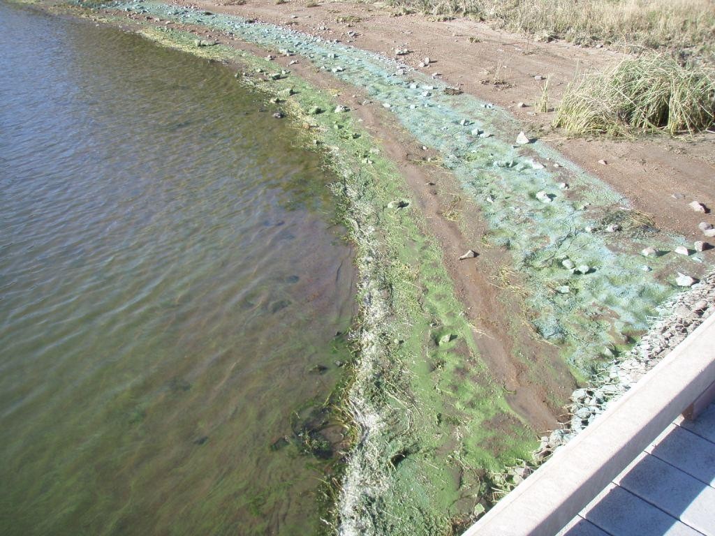 algal blooms on the shore of the Columbia river, photo courtesy oregon.gov